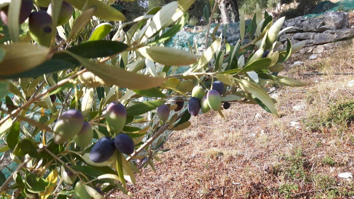 The Olive Grove House Villa Kassiopi Exterior foto